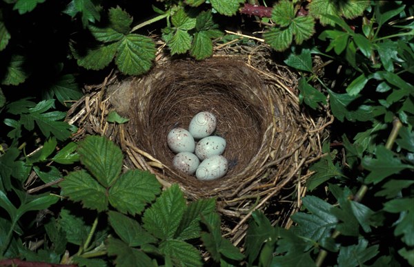 Linnet nest