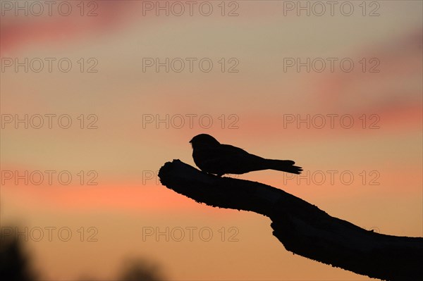 Eurasian european nightjar