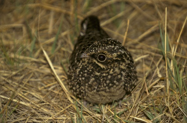 Natal Nightjar