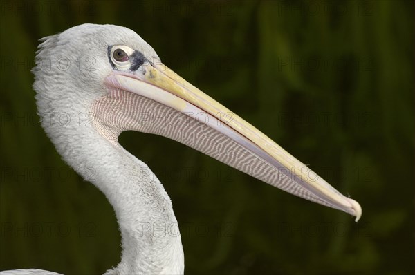 Pink-backed Pelican