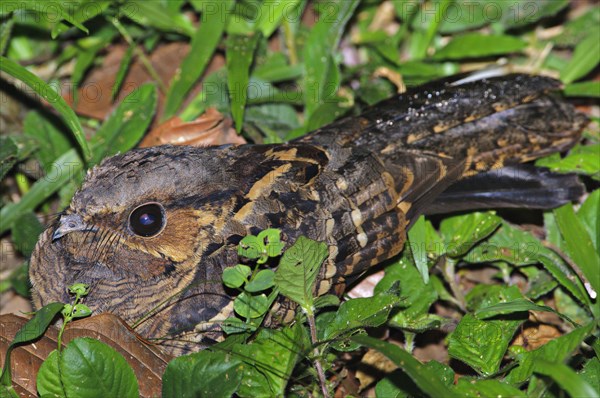 Rusty Nightjar