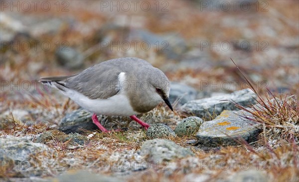 Magellanic Plover