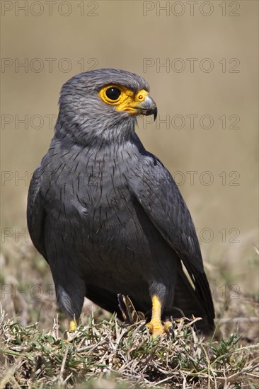 Grey Kestrel