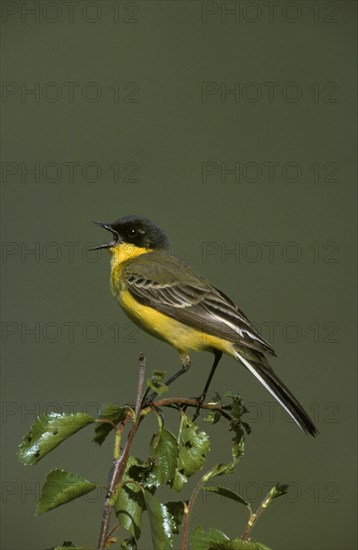 Yellow Wagtail