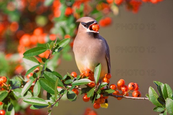 Cedar Waxwing