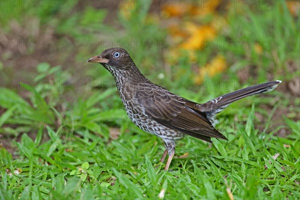 Pearly-eyed Thrasher