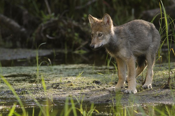 Grey gray wolf