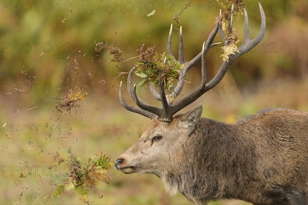 Red Deer