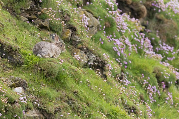 European Rabbit