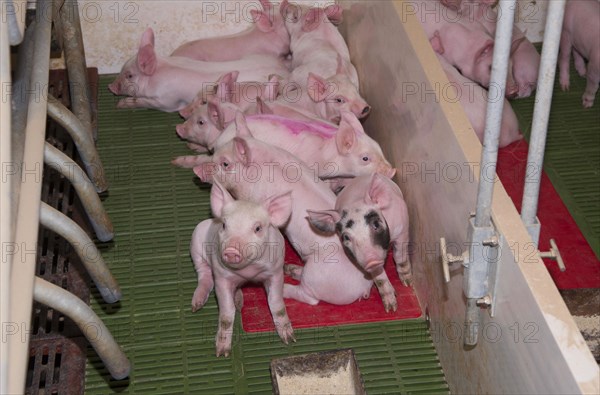 Pig farming