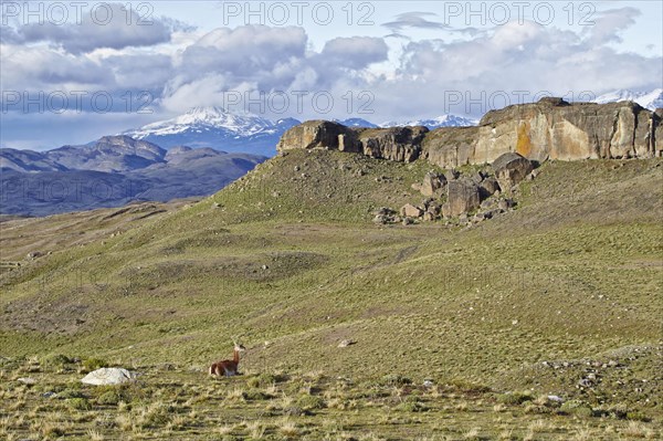 Guanaco