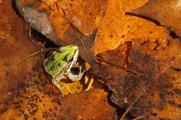 Marsh Frog