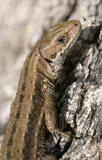 Viviparous lizard