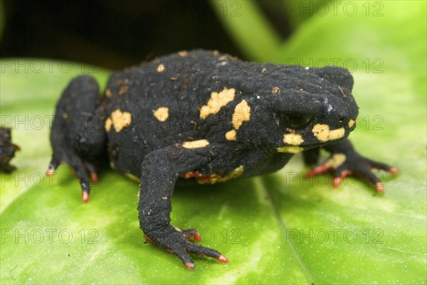 Black Toad