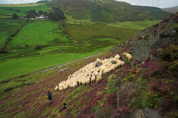 Domestic Sheep