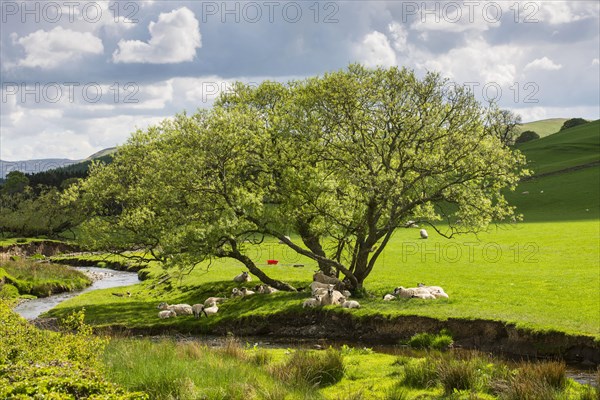 Domestic Sheep