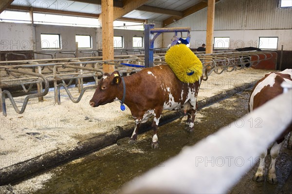 Dairy farming