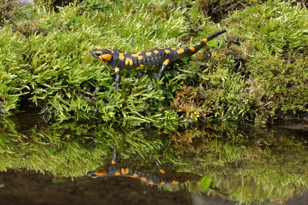 Fire salamander