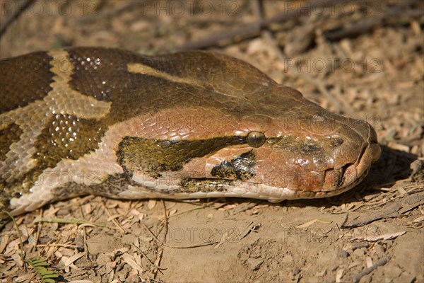 Indian Python