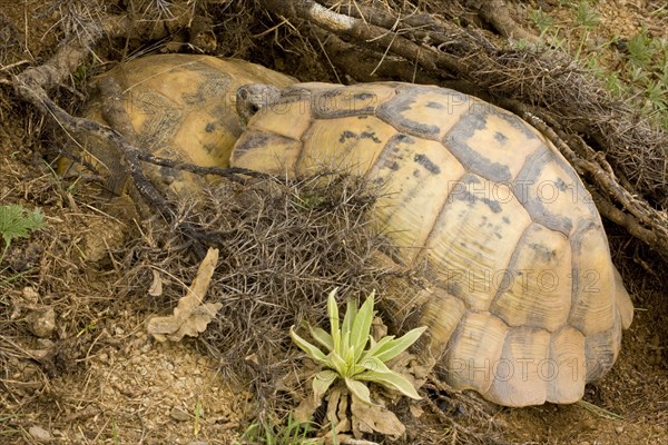 Marginated Tortoise