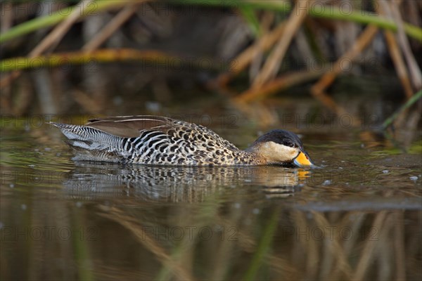 Silver Duck