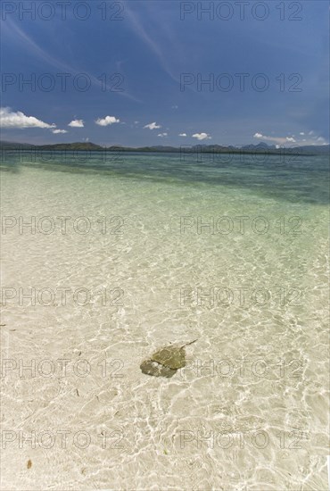 Mangrove horseshoe crab