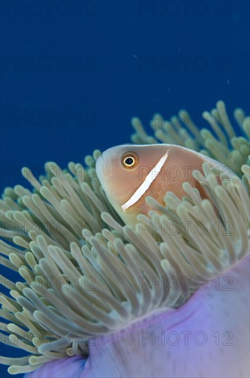 Pink pink skunk clownfish