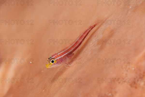 Striped triplefin