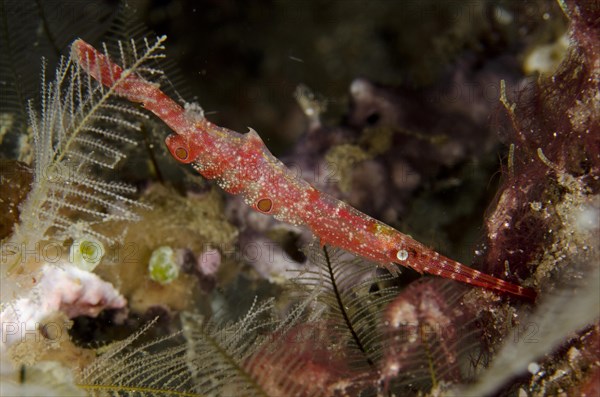 Ocellated Tozeuma Shrimp