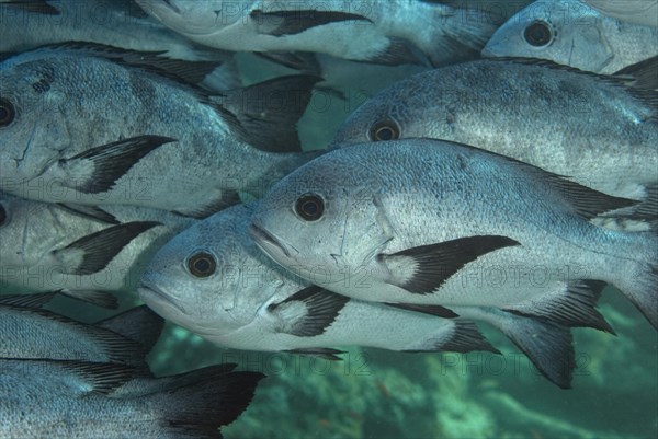 Black and white snapper