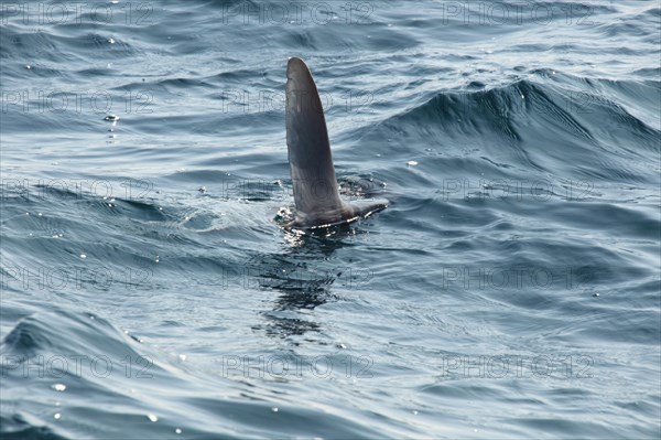 Ocean Sunfish