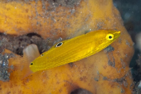 Canary Wrasse