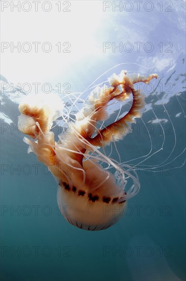 Compass Jellyfish