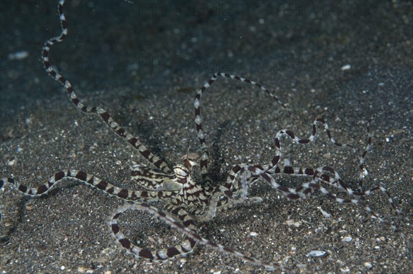 Mimic Octopus