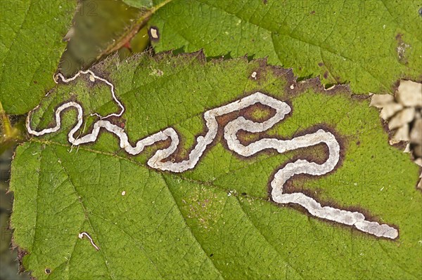 Nepticulidae