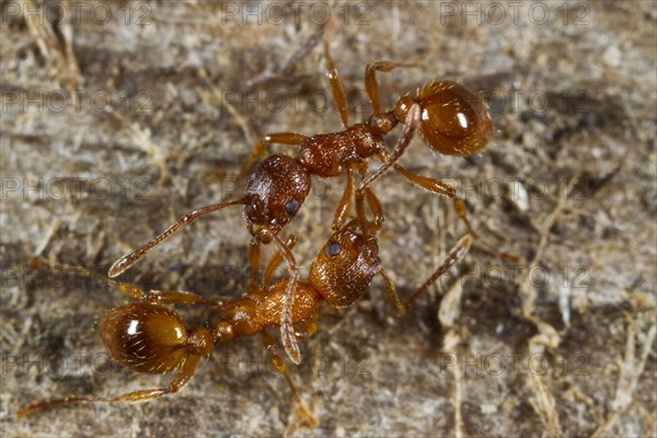 Red garden ant