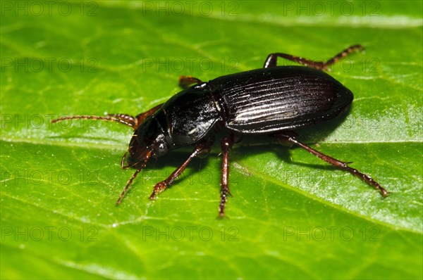 Ground Beetle