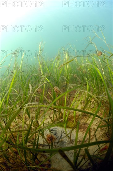 Common eelgrass