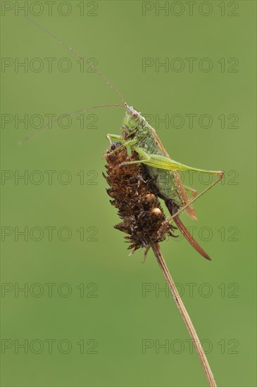 Long-winged Conehead