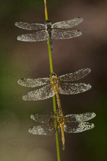 Black Darter