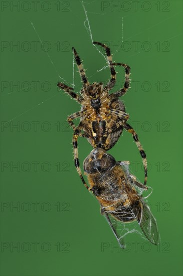 Garden cross spider