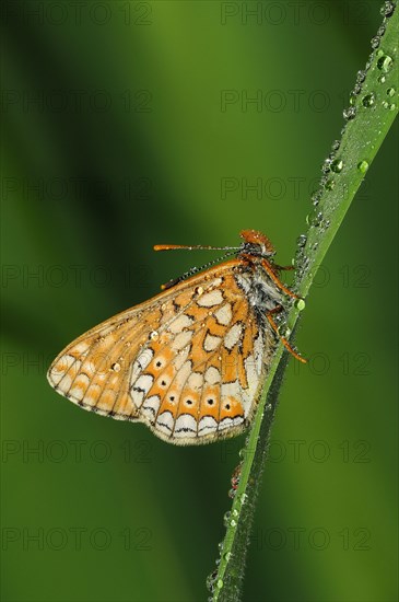 Scabiosa Fritillary