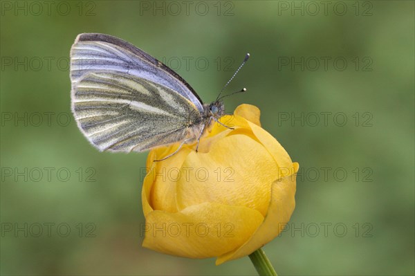 Mountain Green-veined White