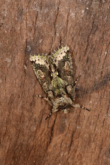 Green-brindled crescent