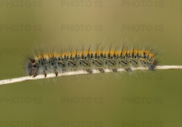 Grass Eggar