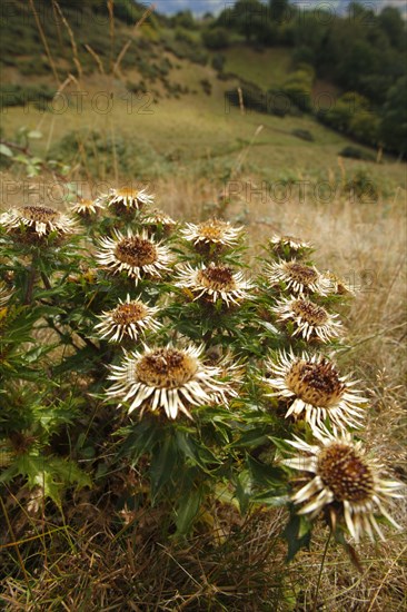 Carline carline thistle