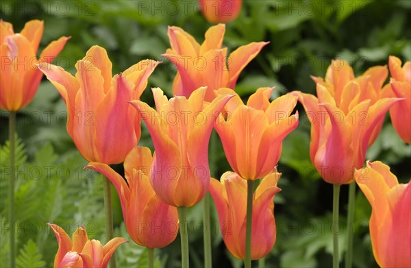 Cultivated Tulip