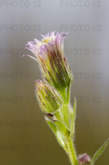 Blue fleabane