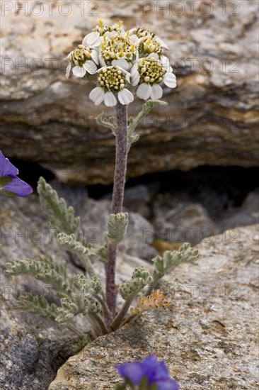 Dwarf Alpine Yarrow