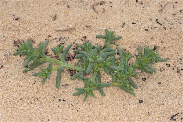 Prickly Saltwort